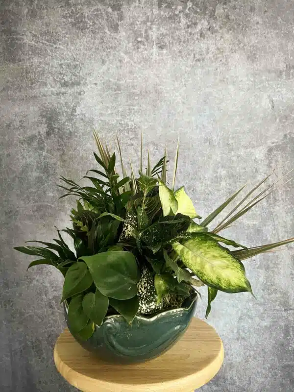 A compact dish garden arrangement with various foliage plants, for sale at our Washington, NC florist.