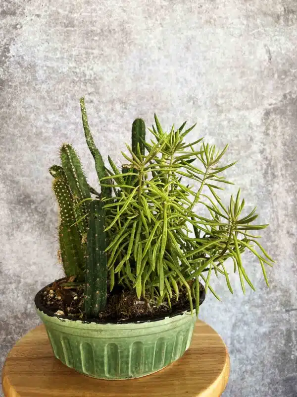 A diverse cactus garden arrangement in a light green ceramic pot, featuring tall Senecio, a Kalanchoe Tomentosa, and other succulents, for sale in Washington NC.
