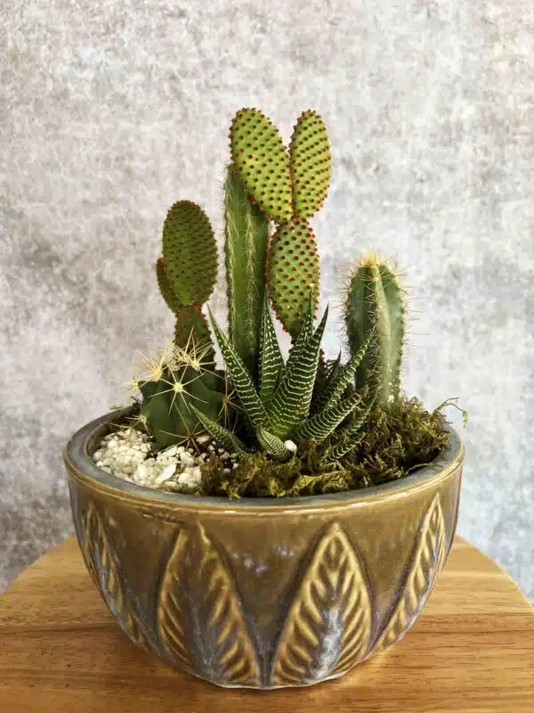 A Desert Charm Cactus Garden featuring a Bunny Ear Cactus, Aloe, and other cacti in a brown ceramic pot, available in Washington NC.