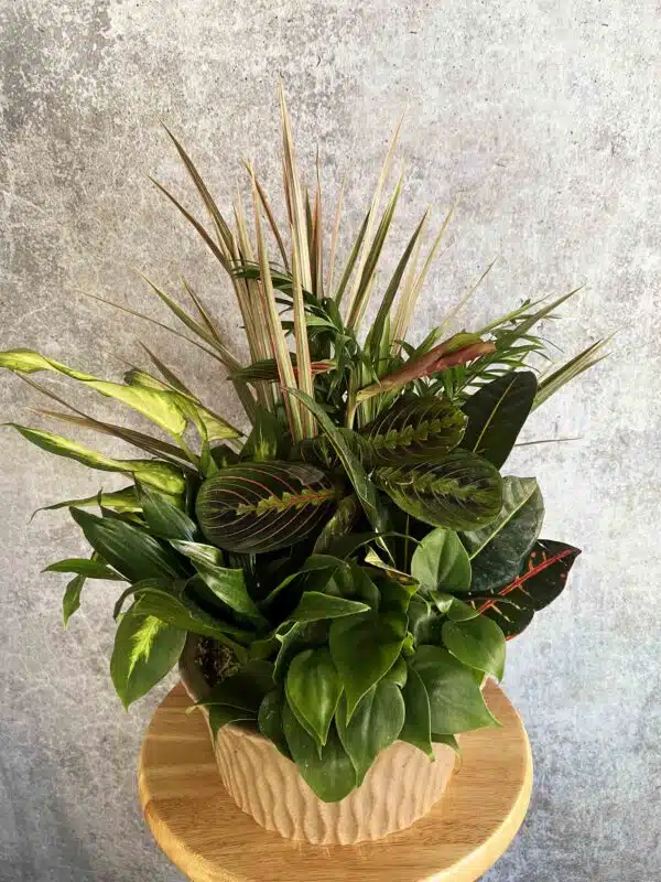 A Garden of Serenity Dish Garden featuring a Prayer Plant, Dracaena, and other tropical plants in a light-colored ceramic pot, available in Washington NC.