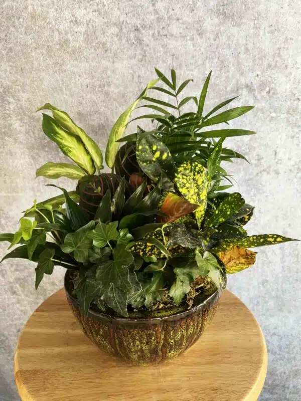 A lush dish garden arrangement with a variety of green and colorful plants, for sale at our Washington, NC florist.